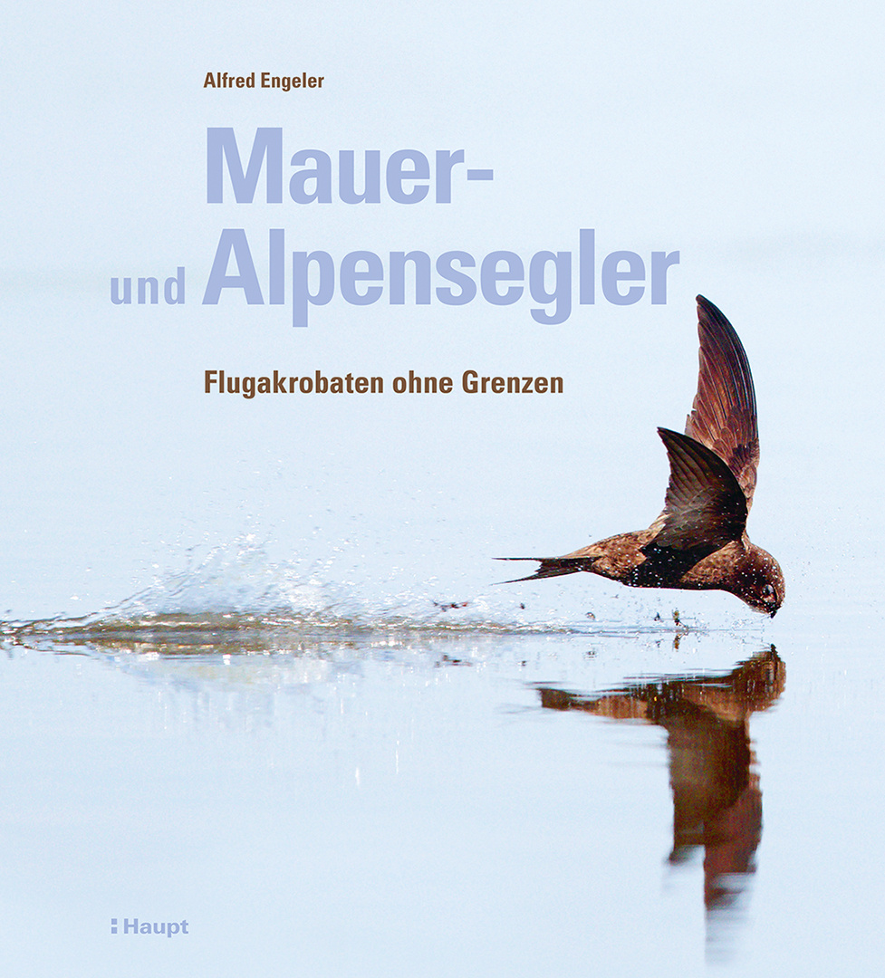 Mauer- und Alpensegler - Flugakrobaten ohne Grenzen