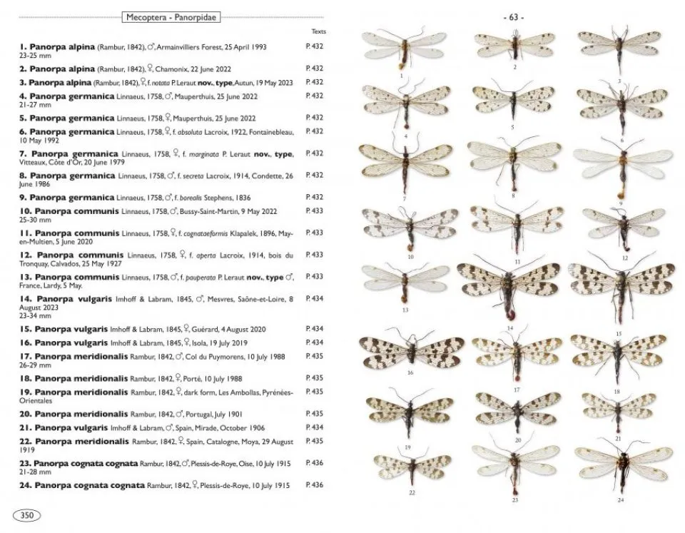 Neuropteroids of Europe Neuroptera, Trichoptera, Plecoptera, Mecoptera, Megaloptera and Rhaphidioptera