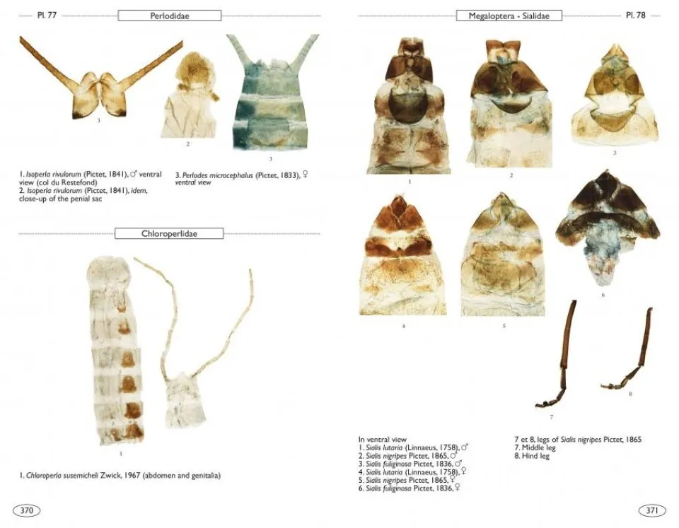 Neuropteroids of Europe Neuroptera, Trichoptera, Plecoptera, Mecoptera, Megaloptera and Rhaphidioptera