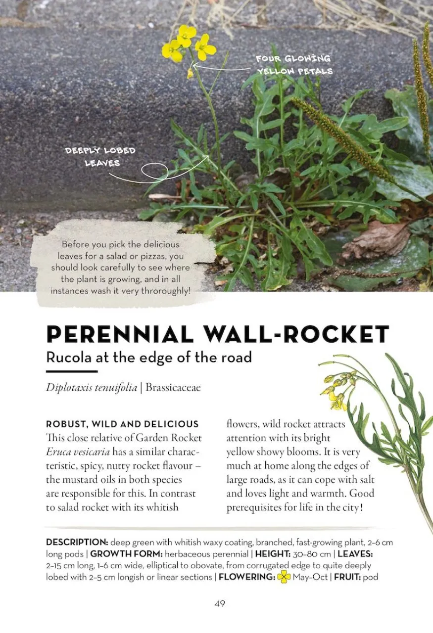 A Field Guide to Urban Plants - Common Species of Pavements, Walls and Waste Ground