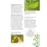 A Field Guide to Urban Plants - Common Species of Pavements, Walls and Waste Ground