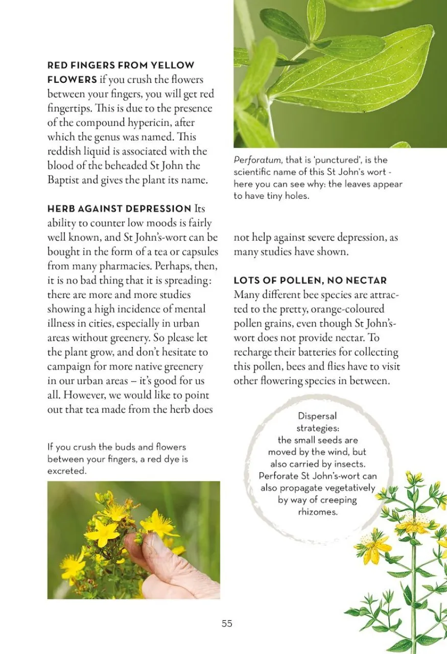 A Field Guide to Urban Plants - Common Species of Pavements, Walls and Waste Ground