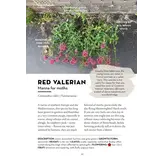 A Field Guide to Urban Plants - Common Species of Pavements, Walls and Waste Ground
