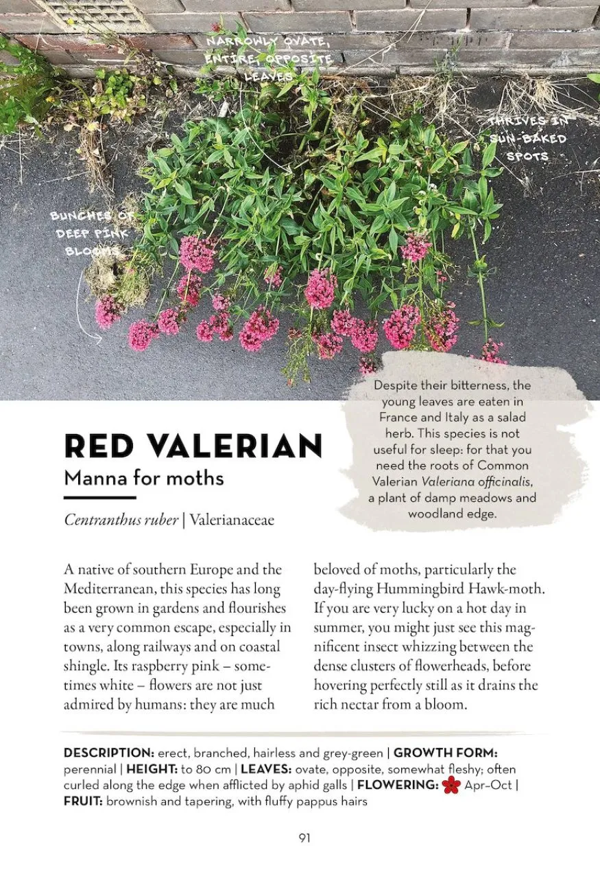 A Field Guide to Urban Plants - Common Species of Pavements, Walls and Waste Ground