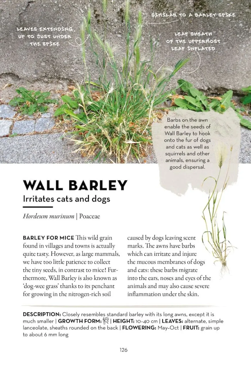 A Field Guide to Urban Plants - Common Species of Pavements, Walls and Waste Ground