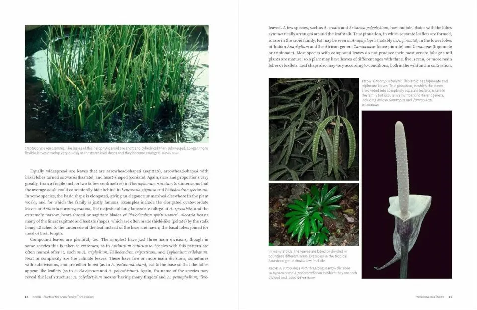 Aroids - Plants of the Arum Family