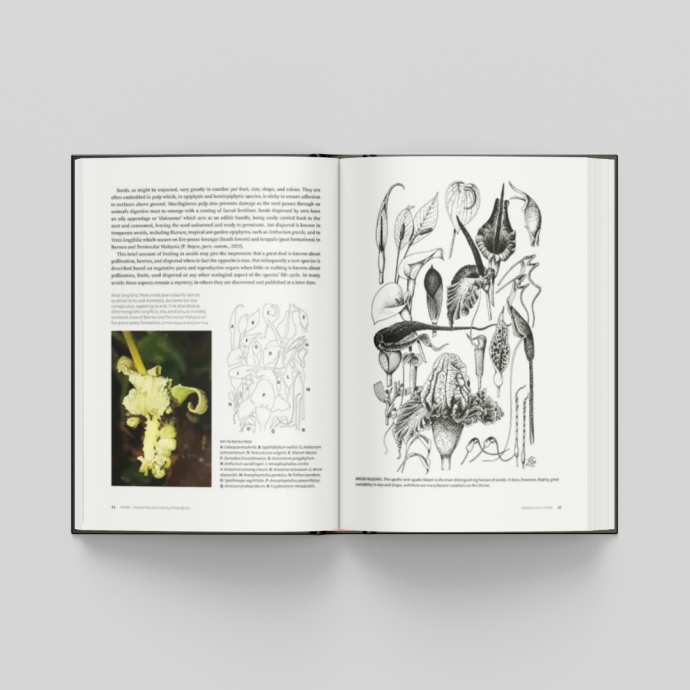 Aroids - Plants of the Arum Family
