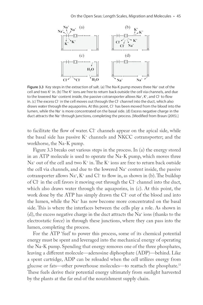 The Physics of Birds and Birding - The Sounds, Colors and Movements of Birds, and Our Tools for Watching Them