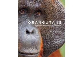 Orangutans