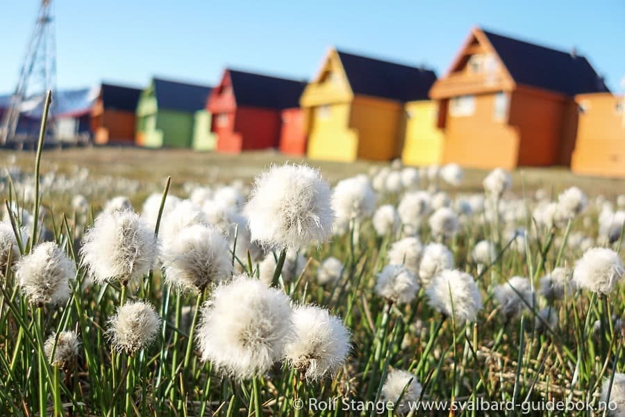 Spitsbergen - Svalbard - A Complete Guide Around the Arctic Archipelago
