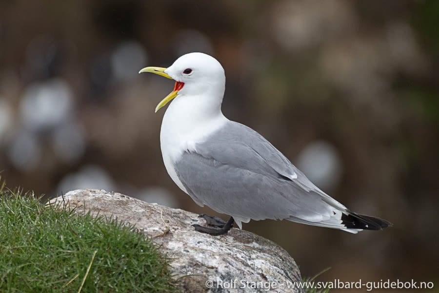 Spitsbergen - Svalbard - A Complete Guide Around the Arctic Archipelago