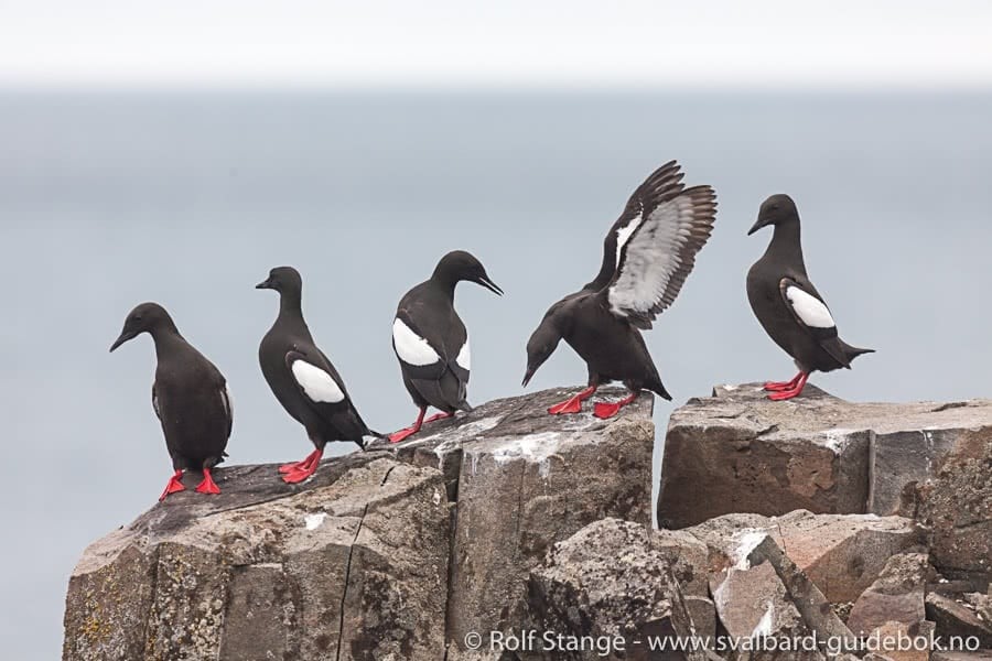 Spitsbergen - Svalbard - A Complete Guide Around the Arctic Archipelago