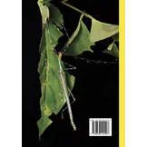 A Photographic Guide: Stick Insects of Borneo