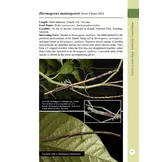 A Photographic Guide: Stick Insects of Borneo