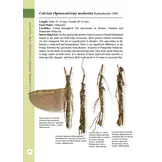 A Photographic Guide: Stick Insects of Borneo