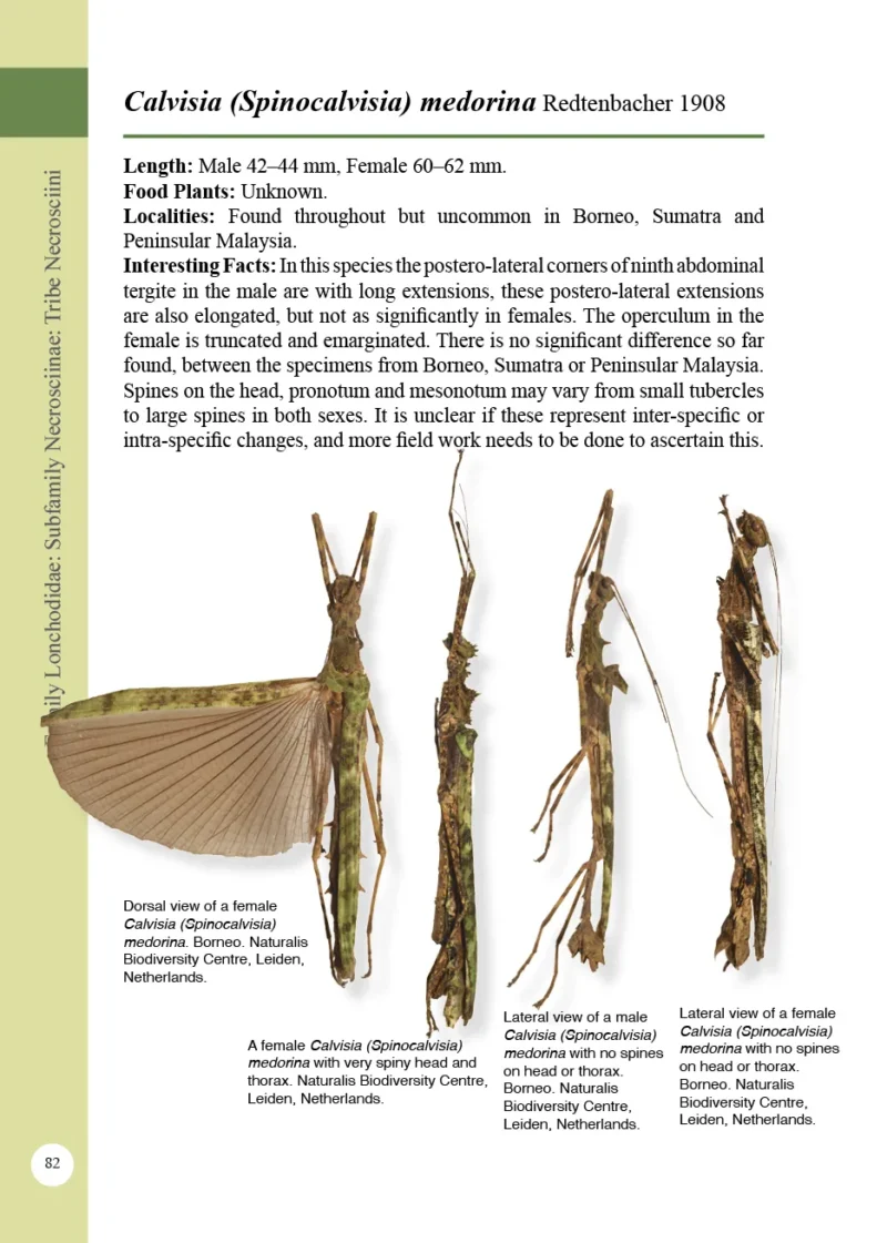 A Photographic Guide: Stick Insects of Borneo