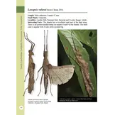 A Photographic Guide: Stick Insects of Borneo