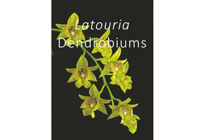 Latouria Dendrobiums