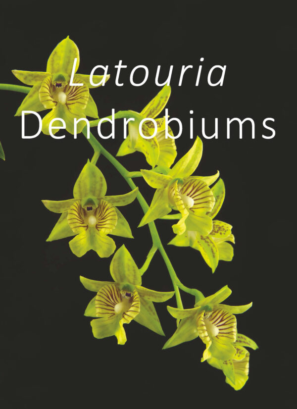 Latouria Dendrobiums