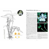 Latouria Dendrobiums