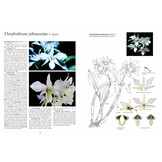 Latouria Dendrobiums