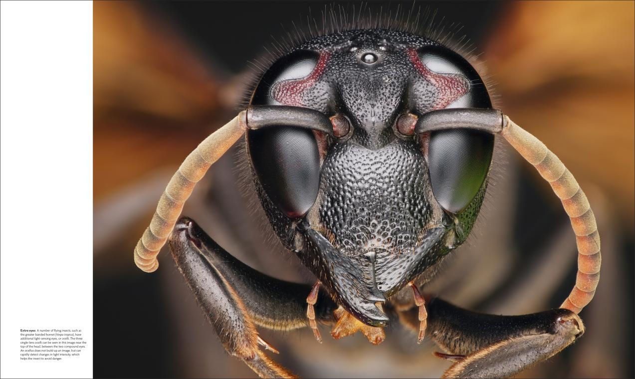 Animal Behaviour - Stories of instinct, intelligence and adaptation