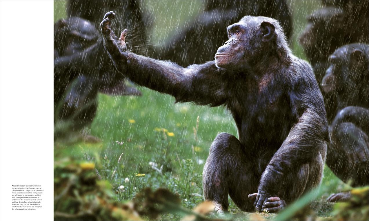 Animal Behaviour - Stories of instinct, intelligence and adaptation