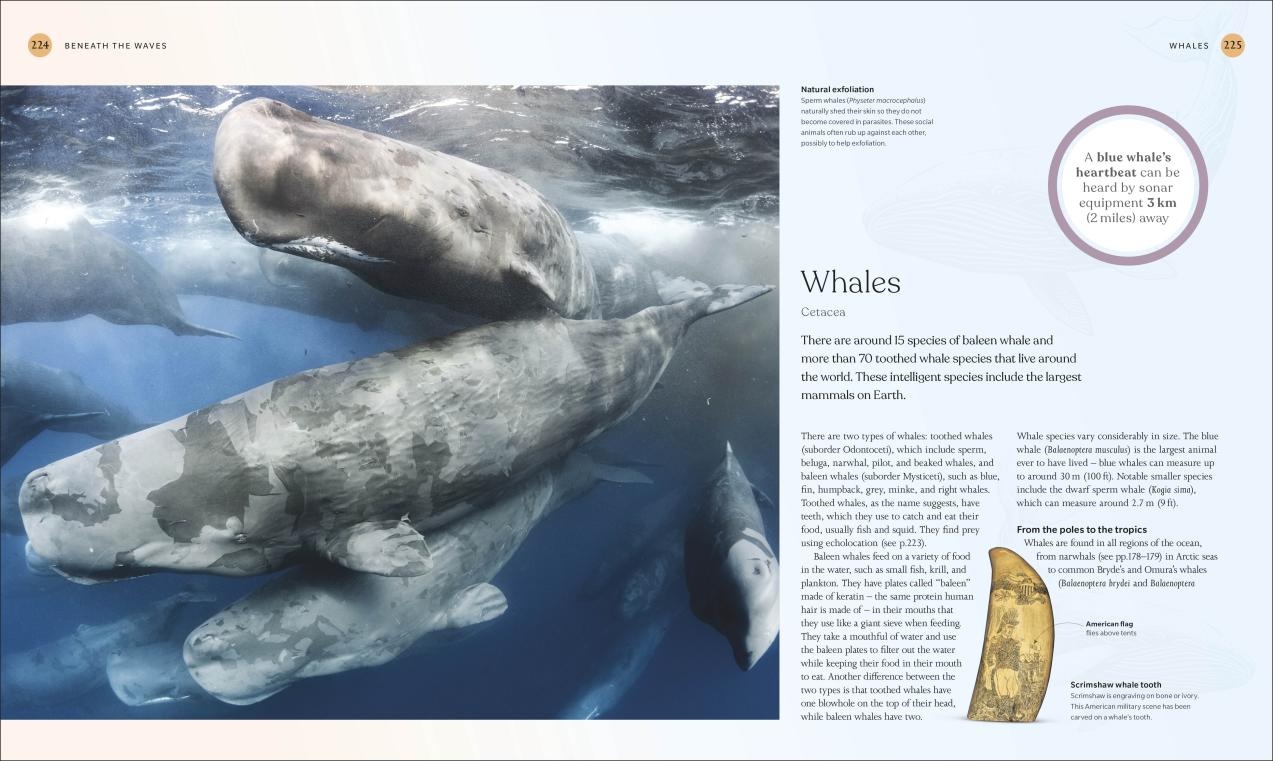The Ocean Book - the Stories, Science, and the History of Oceans