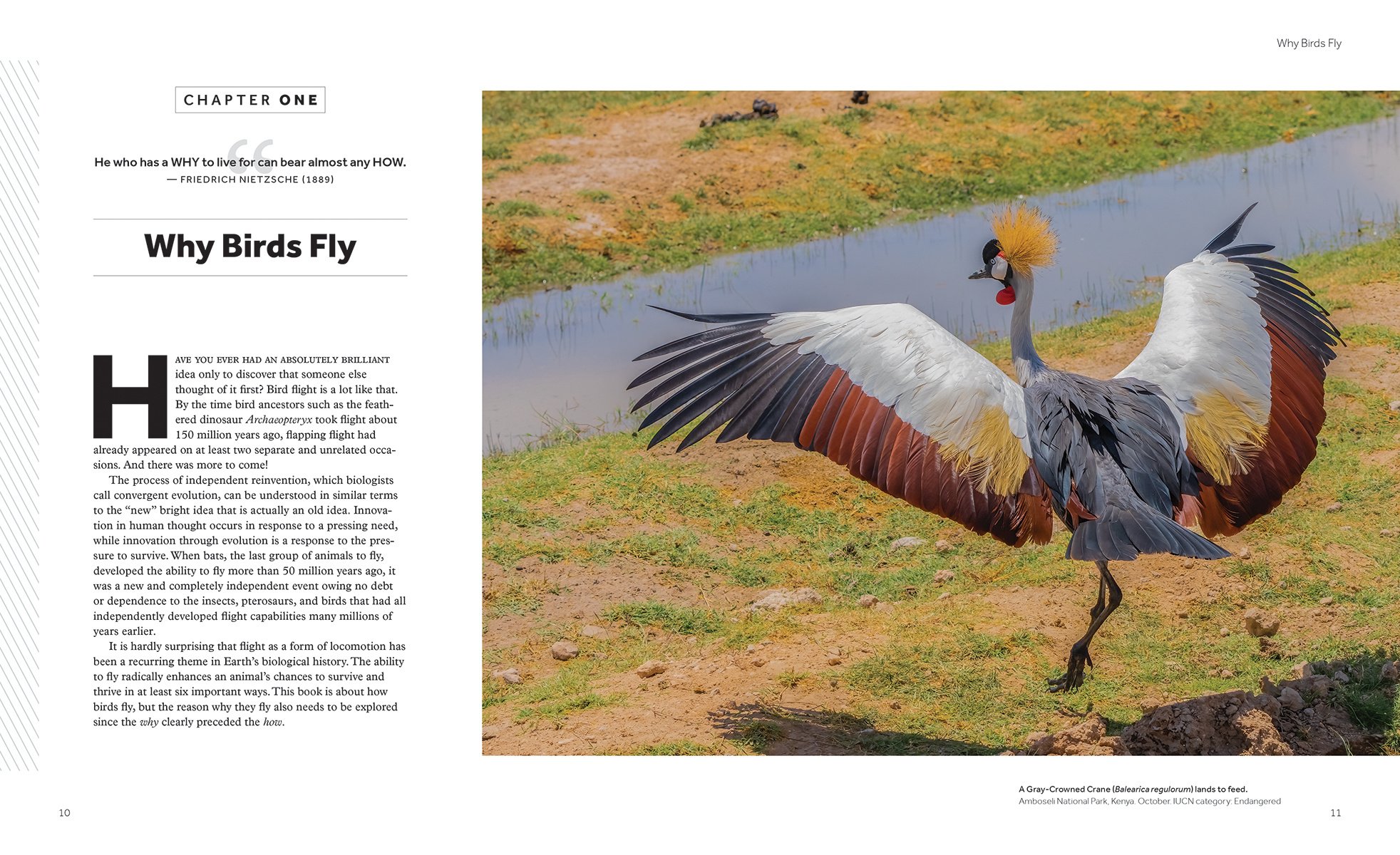 How Birds Fly - The Science and Art of Avian Flight