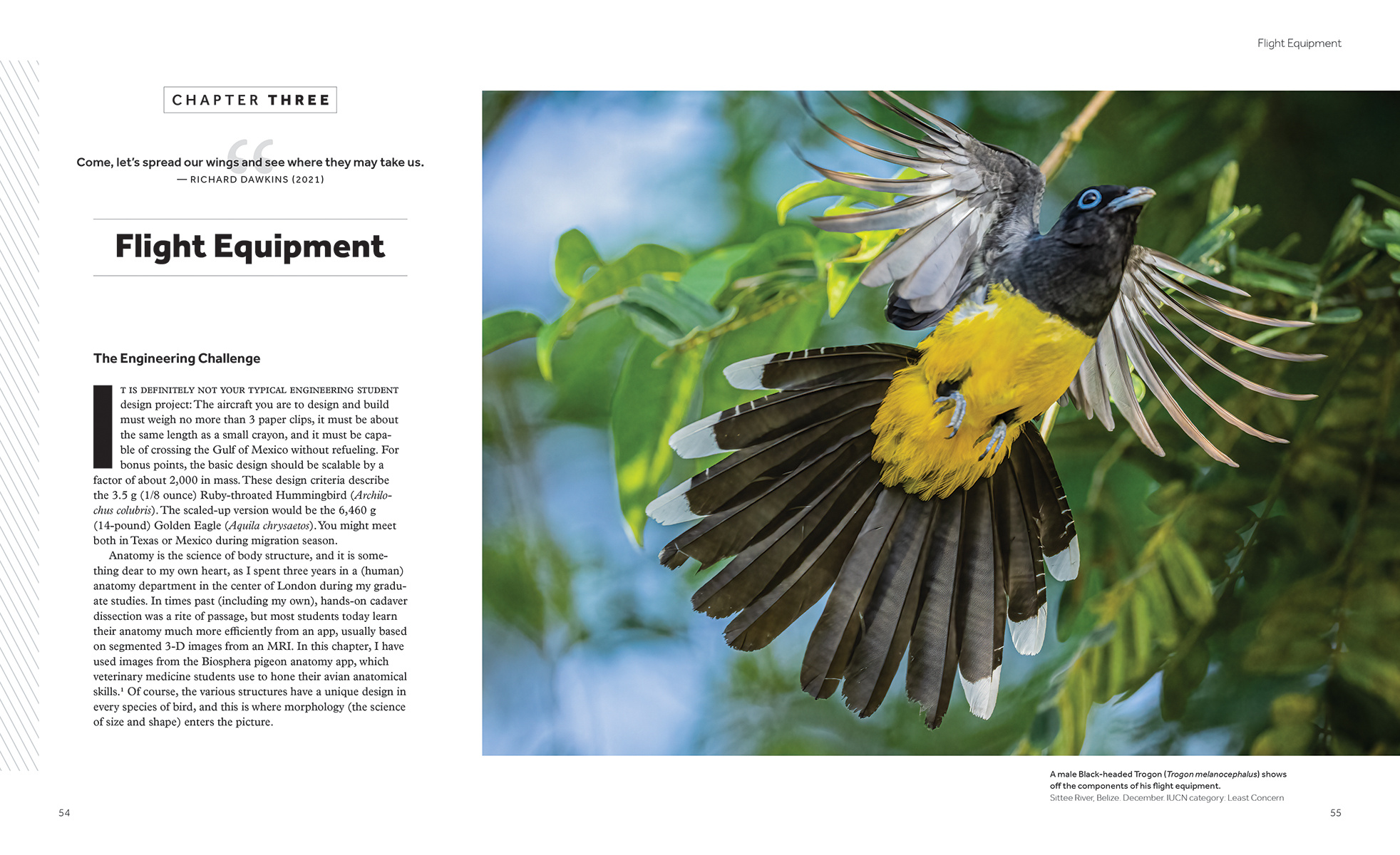 How Birds Fly - The Science and Art of Avian Flight