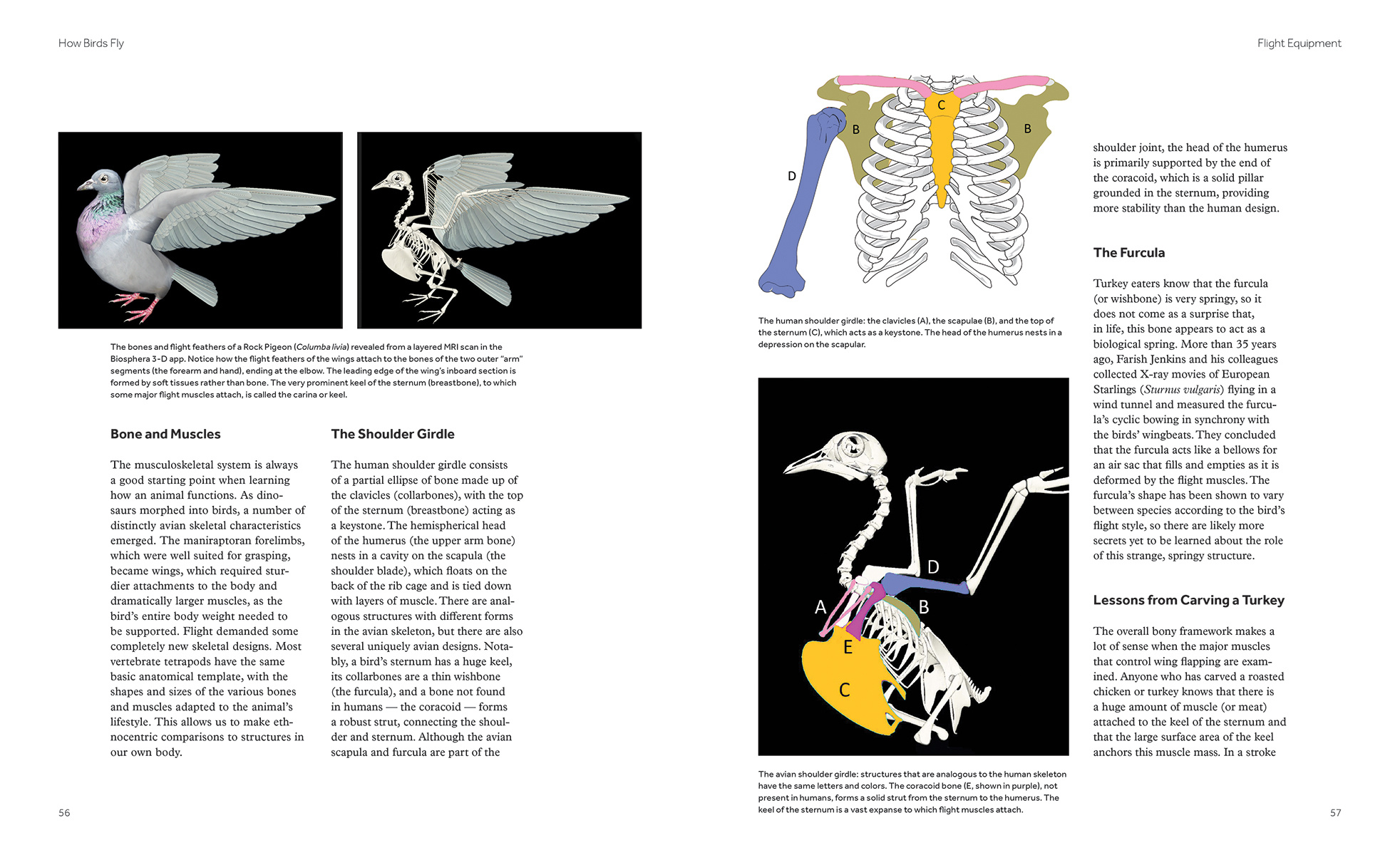 How Birds Fly - The Science and Art of Avian Flight
