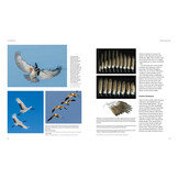 How Birds Fly - The Science and Art of Avian Flight