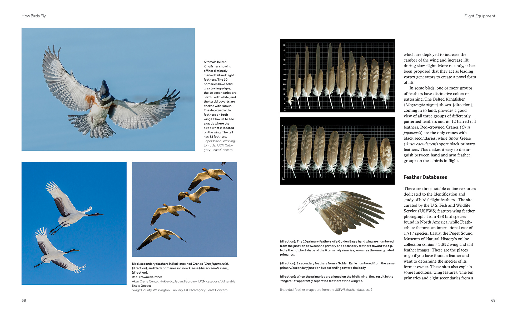 How Birds Fly - The Science and Art of Avian Flight