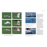 How Birds Fly - The Science and Art of Avian Flight