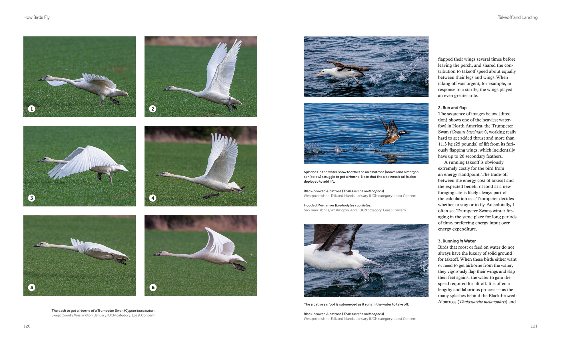 How Birds Fly - The Science and Art of Avian Flight