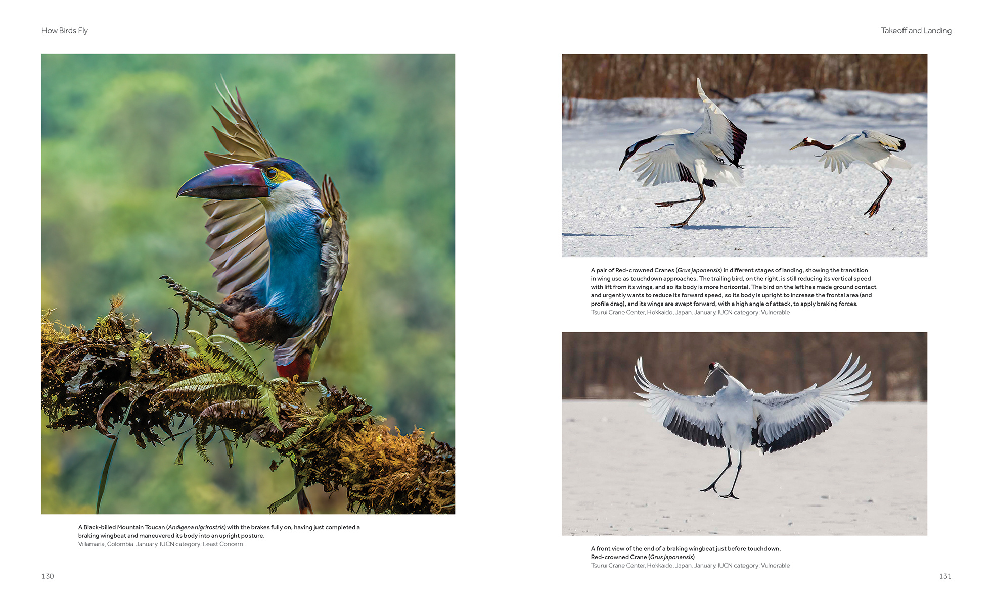 How Birds Fly - The Science and Art of Avian Flight