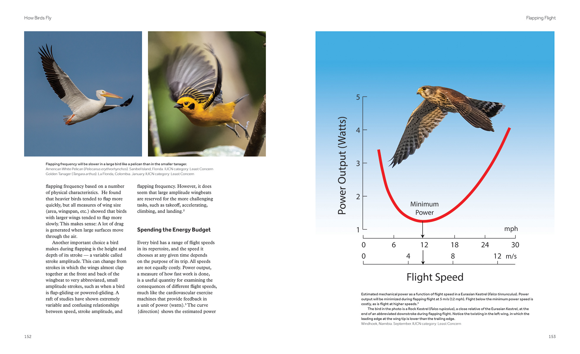 How Birds Fly - The Science and Art of Avian Flight