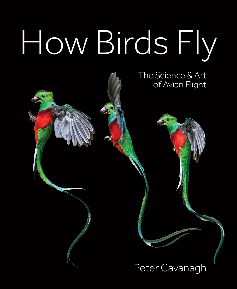 How Birds Fly - The Science and Art of Avian Flight