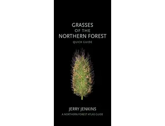 Grasses of the Northern Forest