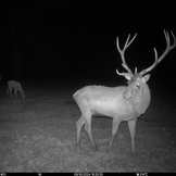 Seissiger Wildkamera Pro-Cam LTE - SUPERSIM-Edition