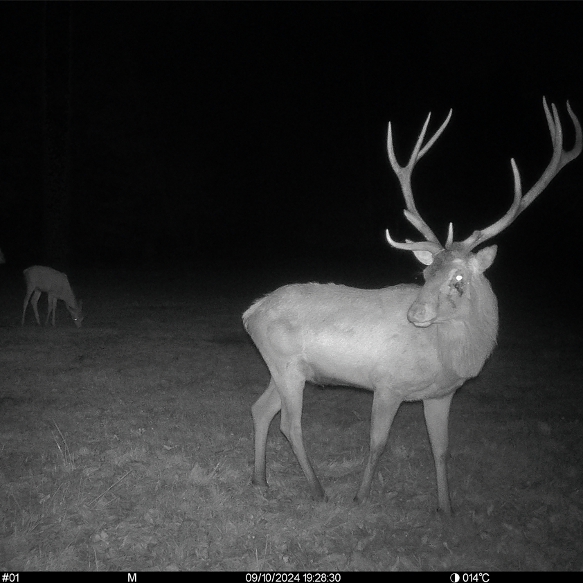 Seissiger Wildkamera Pro-Cam LTE - SUPERSIM-Edition