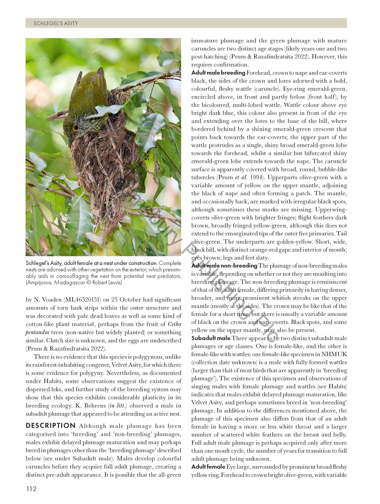 Pittas, Broadbills and Asities - Second Edition