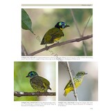 Pittas, Broadbills and Asities - Second Edition