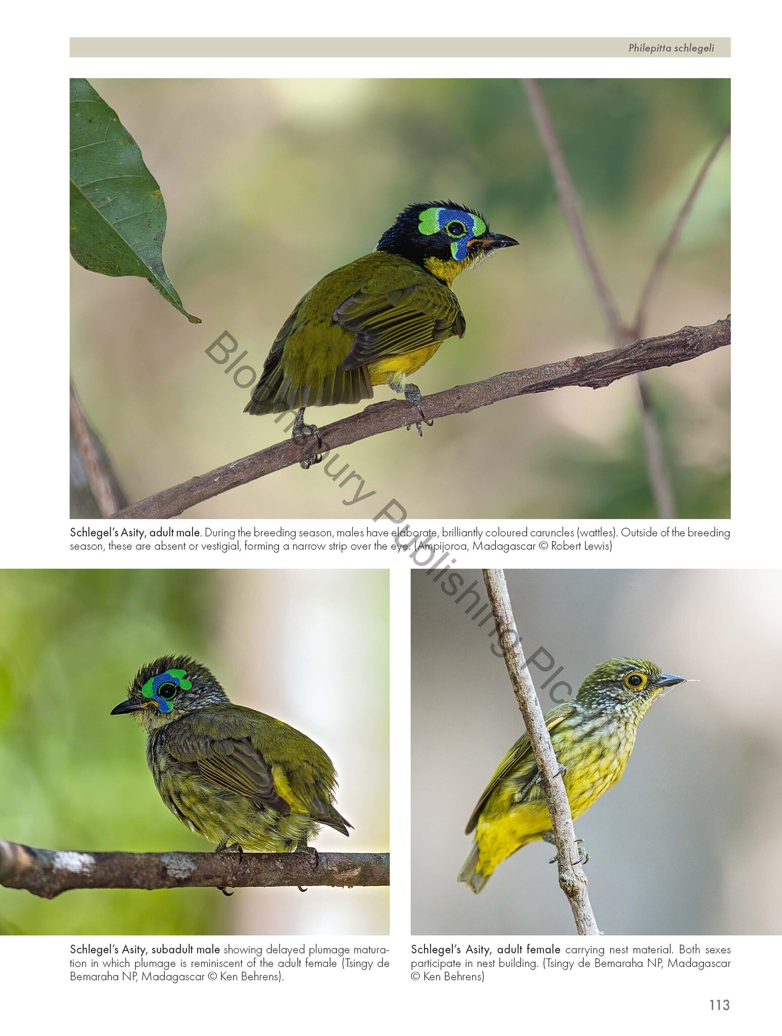 Pittas, Broadbills and Asities - Second Edition