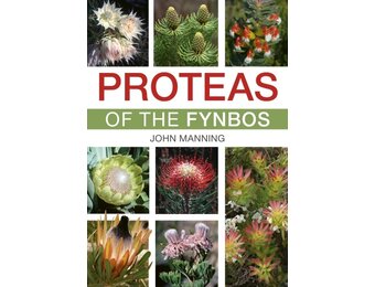 Proteas of the Fynbos