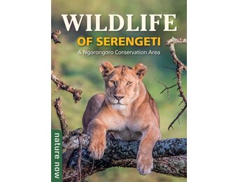 Wildlife of Serengeti