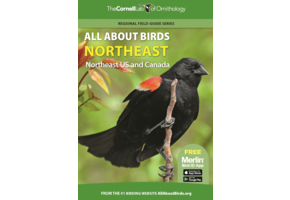 All About Birds Northeast