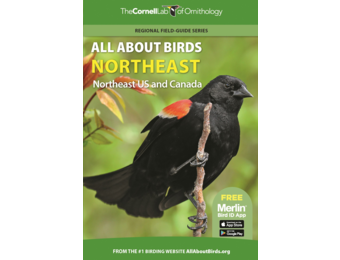 All About Birds Northeast