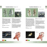 Veldgids Land- en zoetwatermollusken