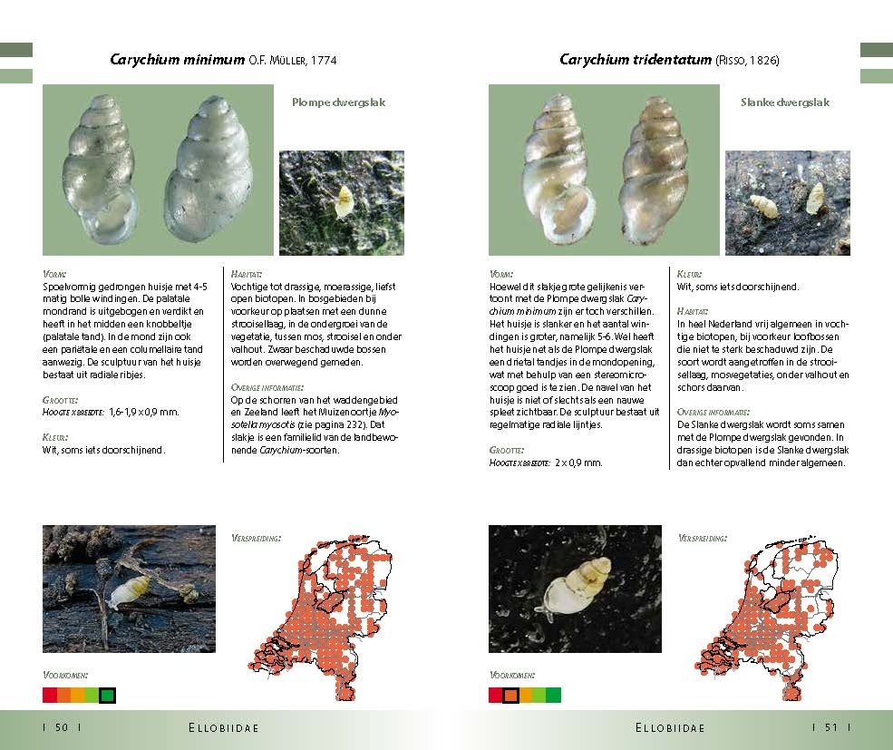 Veldgids Land- en zoetwatermollusken
